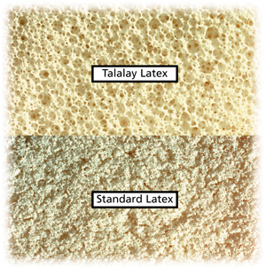 latex vs talalay latex latex vs talalay latex